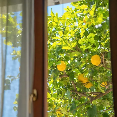 Sweetsimius Villasimius